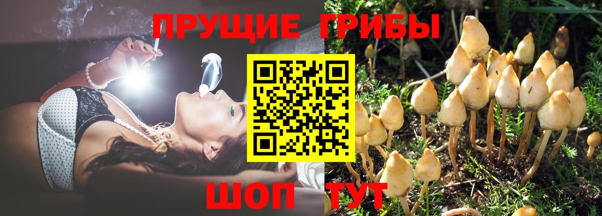 Псилоцибиновые грибы MAGIC MUSHROOMS Заводоуковск